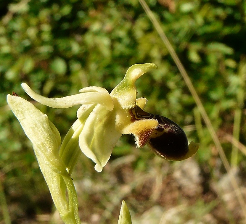 Ophrys scolopax